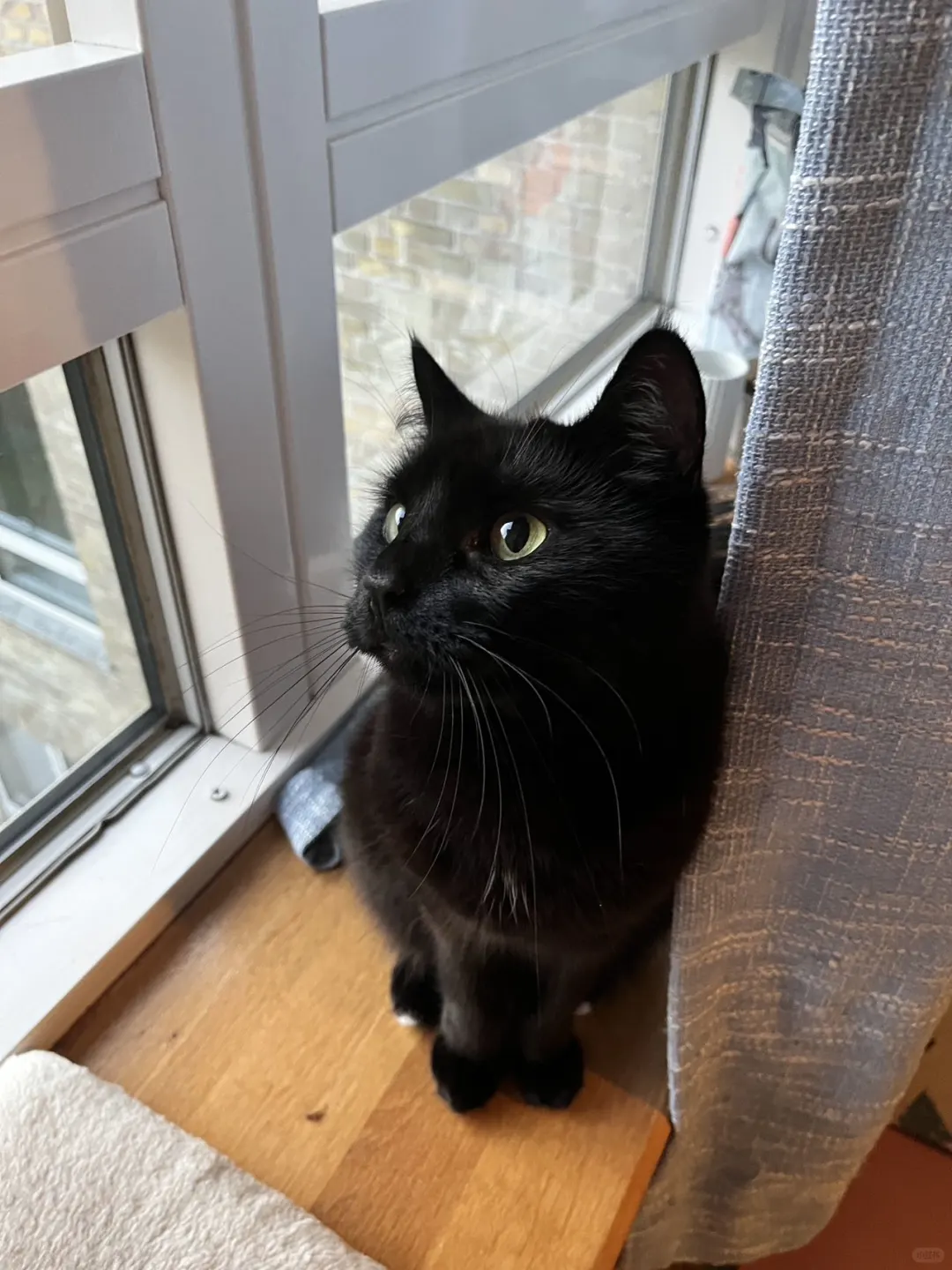有同款白胸毛、白脚趾的小猫吗？