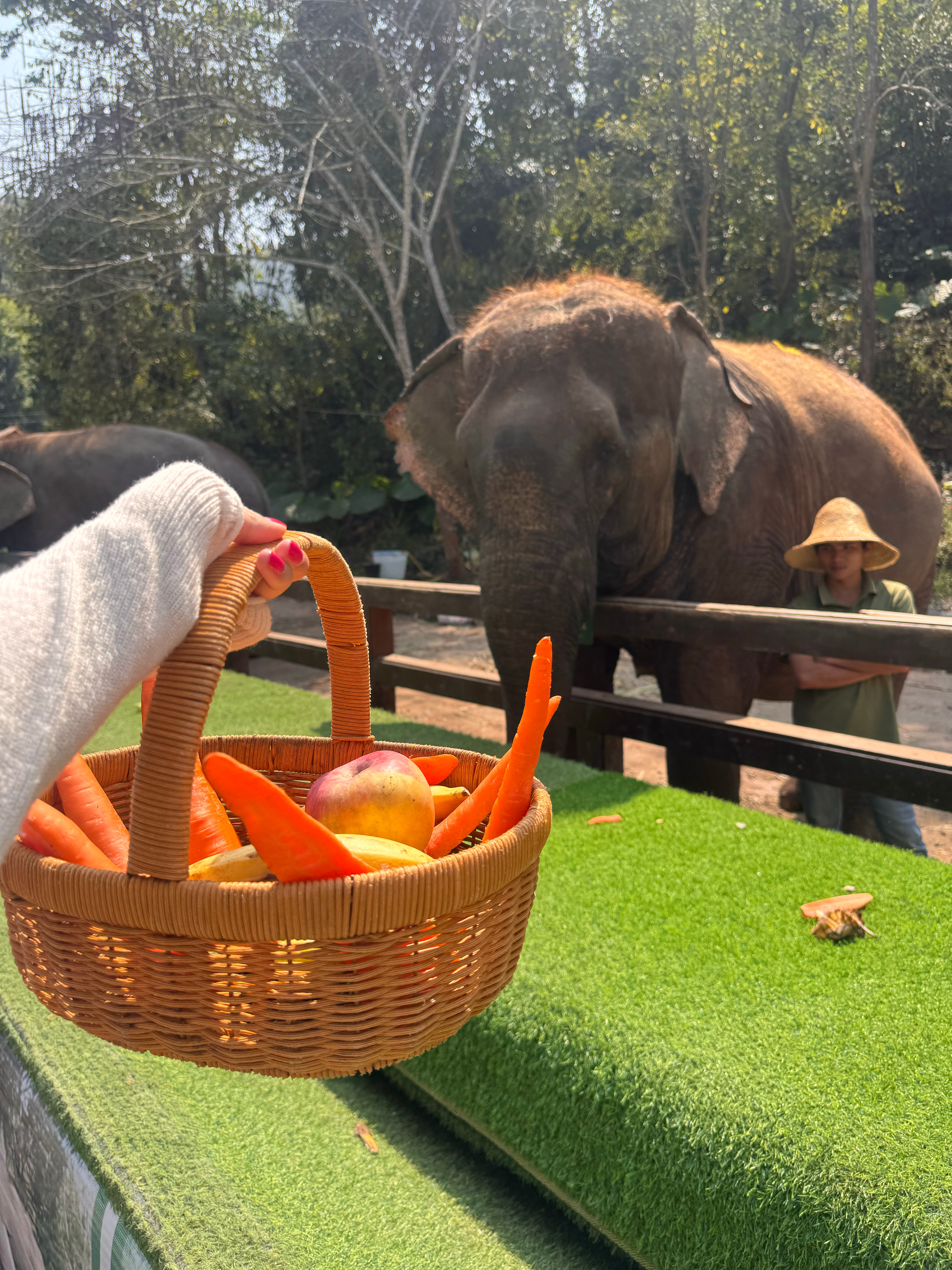 珠夫真的好好…我们要进去喂大象，小篮子30但是只有几根黄瓜，大篮子80有手提的摆