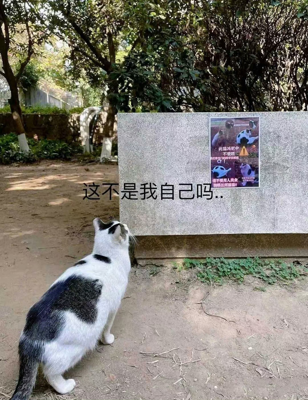 猫猫:吃瓜吃到自己家夺笋啊还说人家秃顶，小猫咪可听不得[笑cry] ​​​