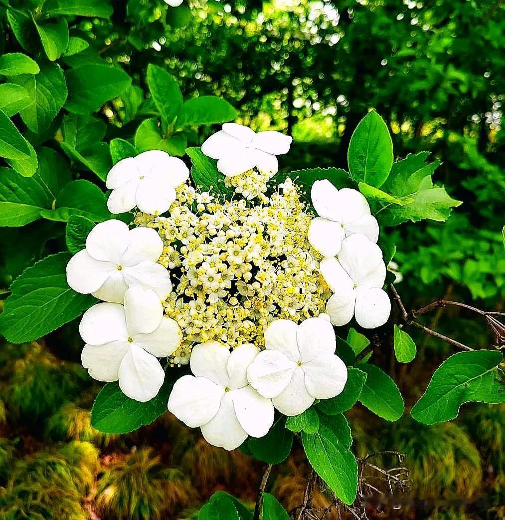 扬州慢 高雅琼花
文/范光永
     珍爱扬州，市花桂冠，芳容永驻深情。喜春光