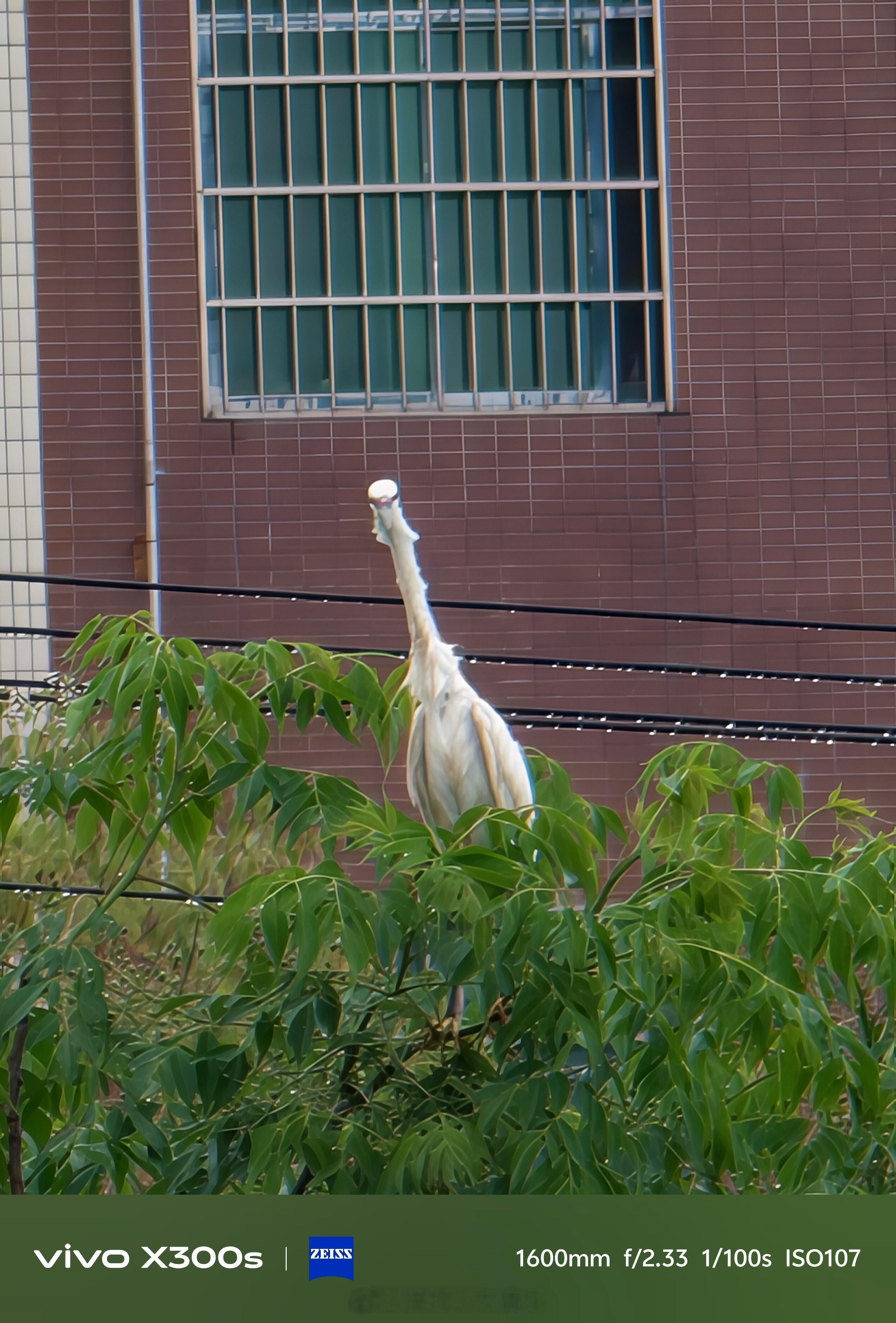 用vivo X300s 200mm长焦增距打了一只长脖子鸟，有人知道是什么品种吗