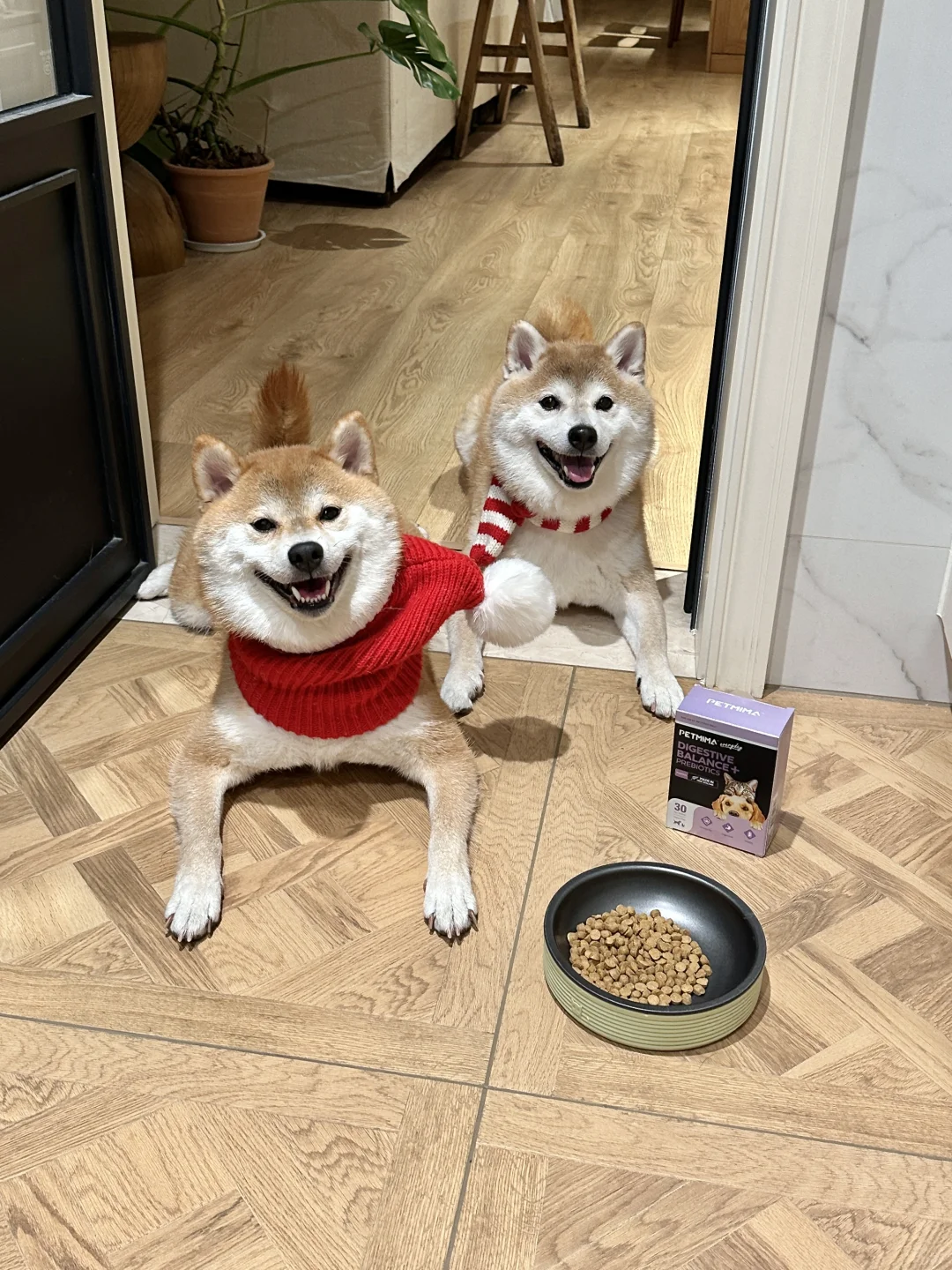 可爱成这样 做你的圣诞礼物好不好✨🎄
