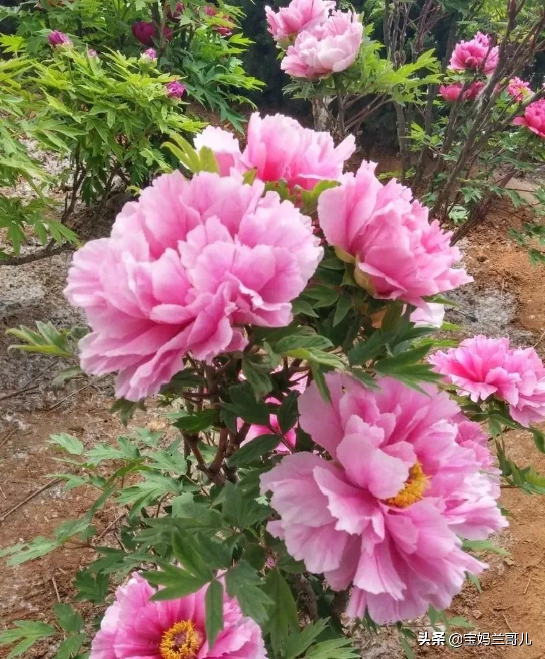昨天去养老院去看了大伯，回来后我的心情一直难以平静。

大伯82岁，有三个儿子，