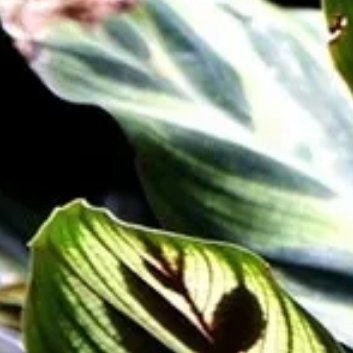 ‎种植 🍂孔雀竹芋的养殖方法和注意事项。1. 光照：孔雀竹芋喜欢光线充足的环境