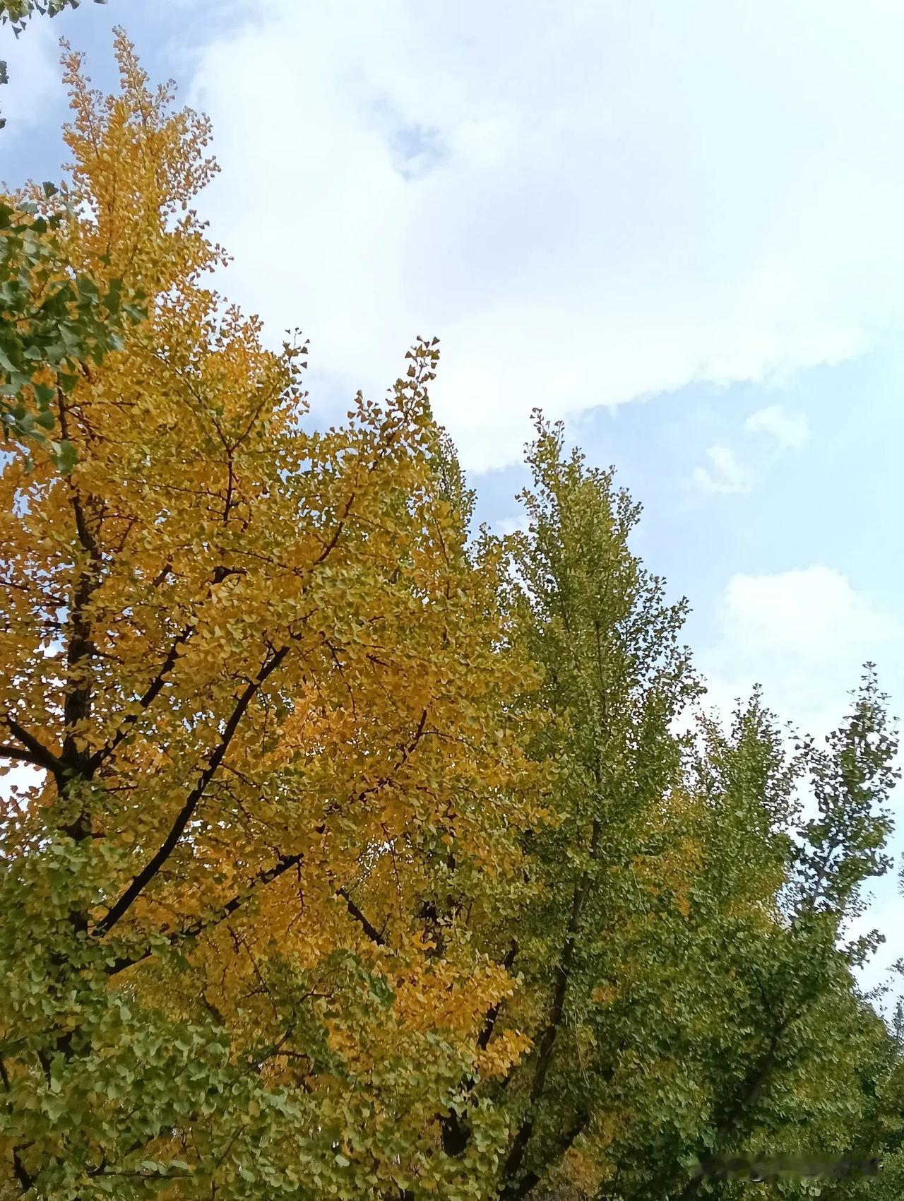 银杏叶黄了#拍一张秋日景色##秋叶随手拍# #随手拍秋季景色#