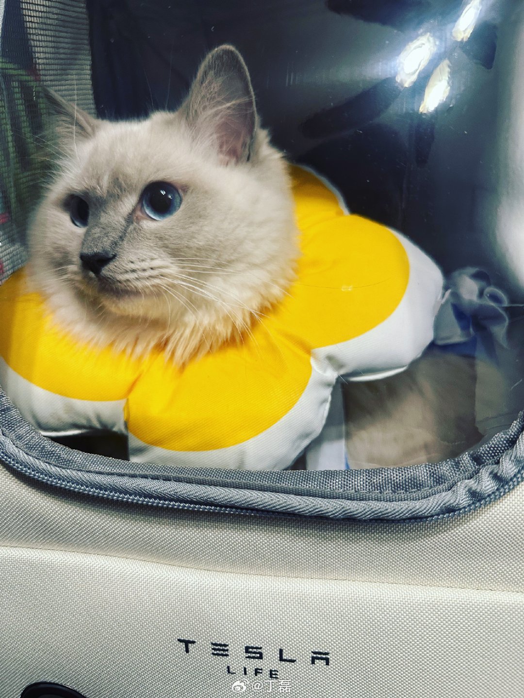 特斯拉 猫主子狂喜~以后不会半夜嗷嗷叫了~ ​​​