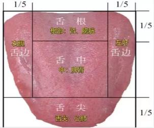 男人能力好不好，看看舌头这几个方面就知道！

1、看舌根：舌根是肾脏的反射区，肾