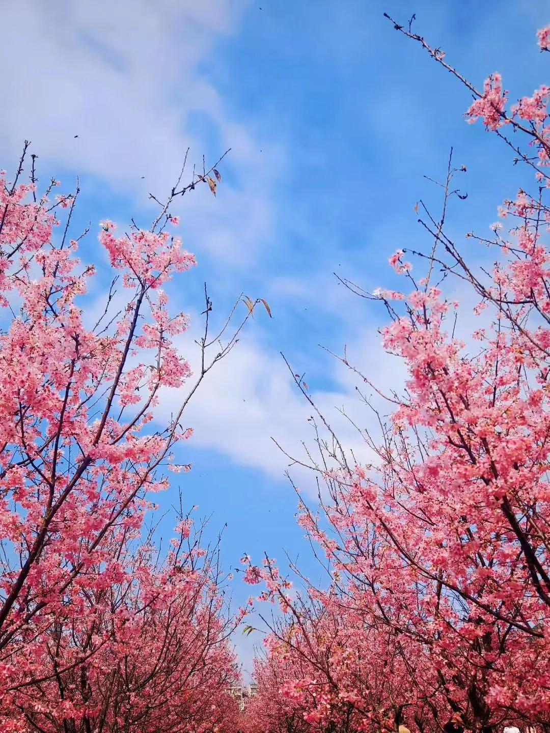 记录我的2026春天就这么悄悄的来了，带来了希望和好运，愿一切向阳而生。