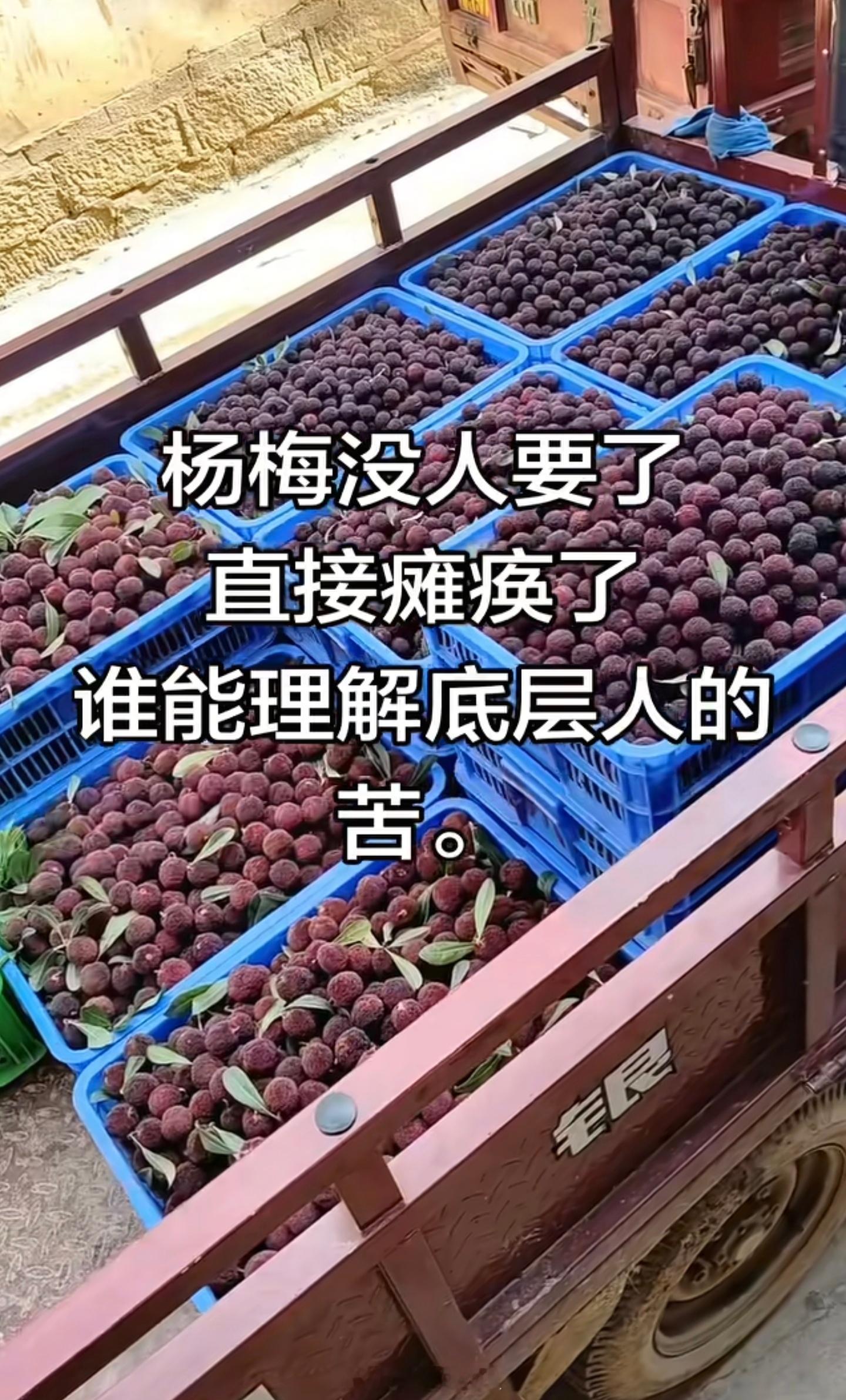 因为那么几个奸商，导致全国人民都不敢吃杨梅了…农民自己种的也卖不掉了，滞销… 