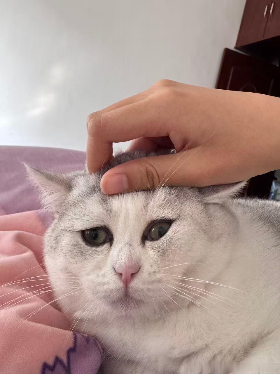 49340【丑猫】摸摸咪。 