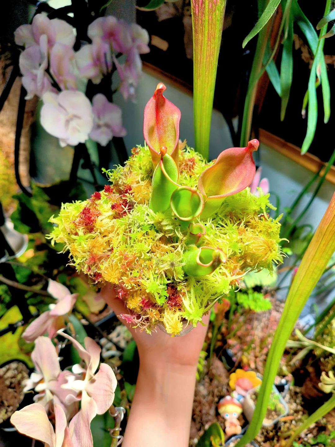 另小太阳瓶
