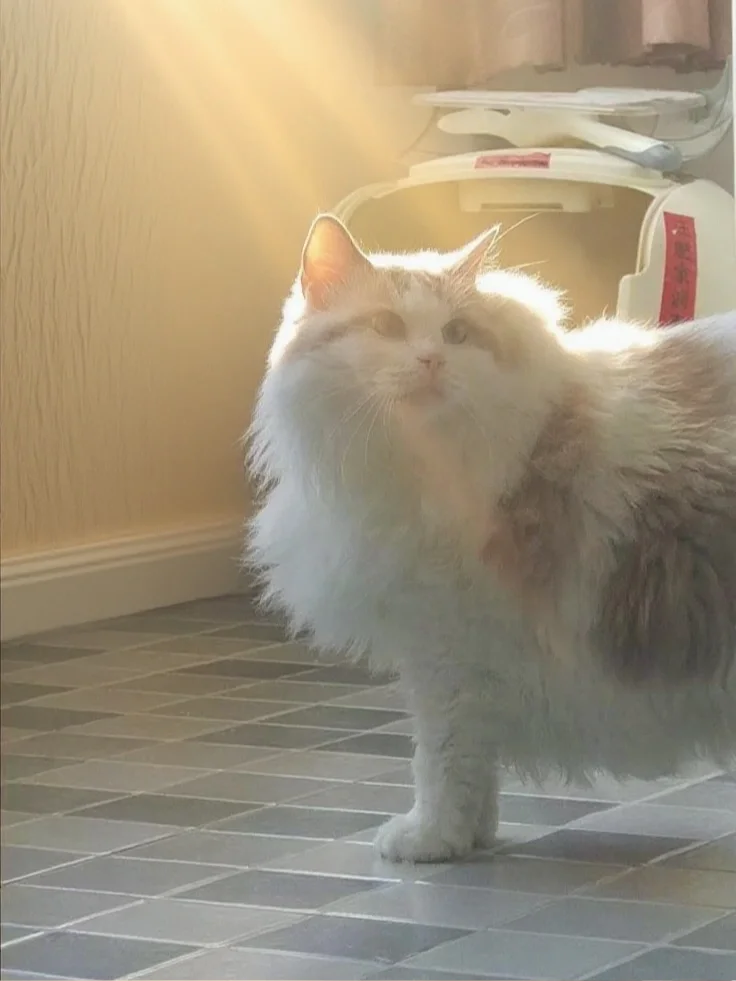 我们卷卷小猫发光啦我家小猫在发光