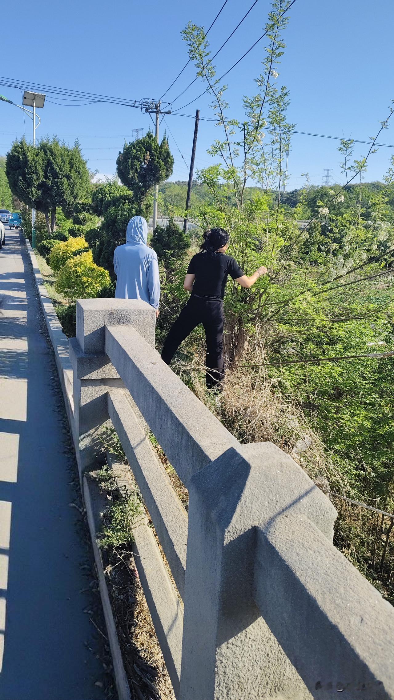 大连以前的槐花真没几个人稀罕摘的，这些年开始简直了，除了剩下草之外，没有什么能剩