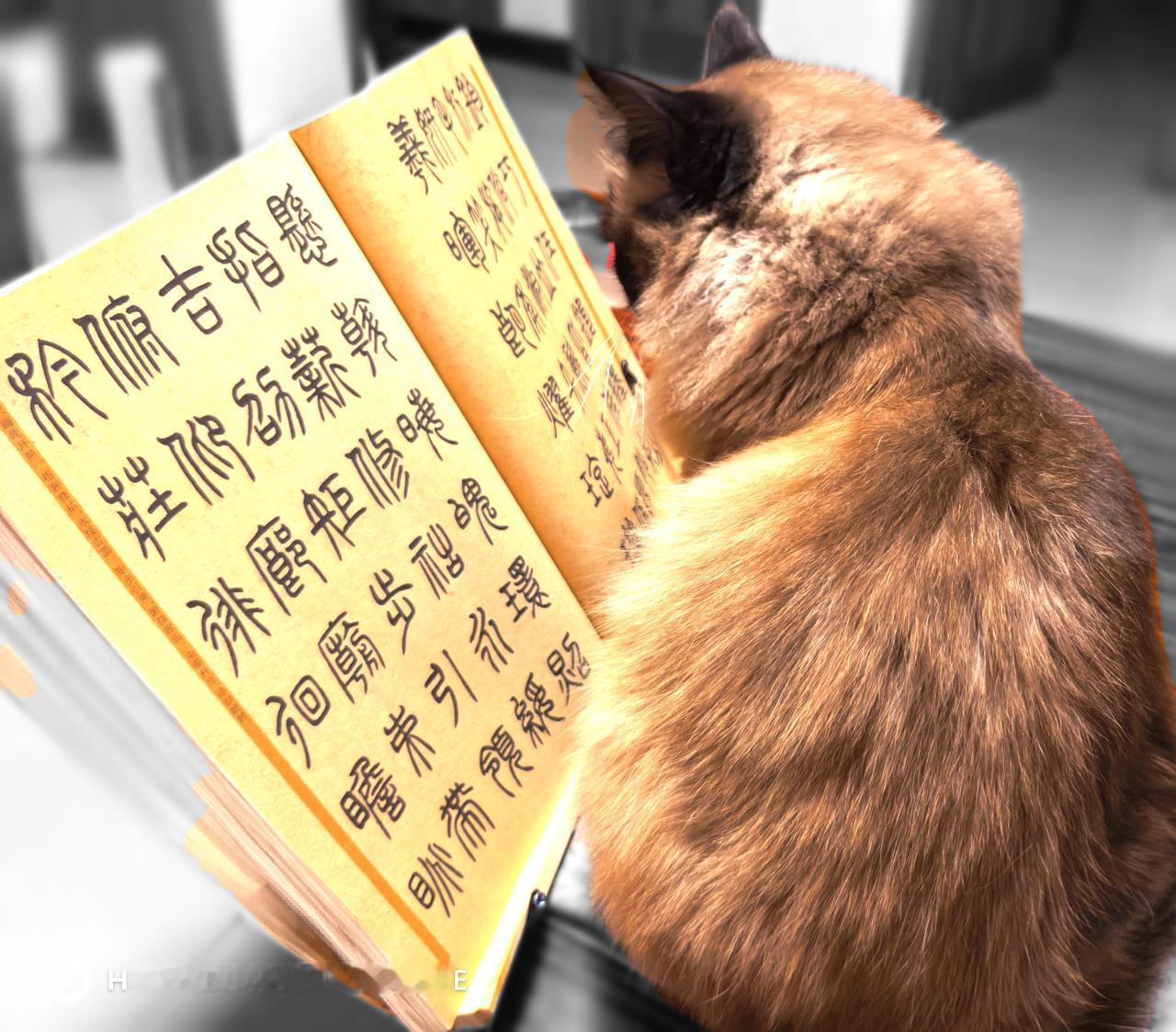 家有读书猫[大笑][大笑][大笑][大笑][大笑][大笑][大笑]