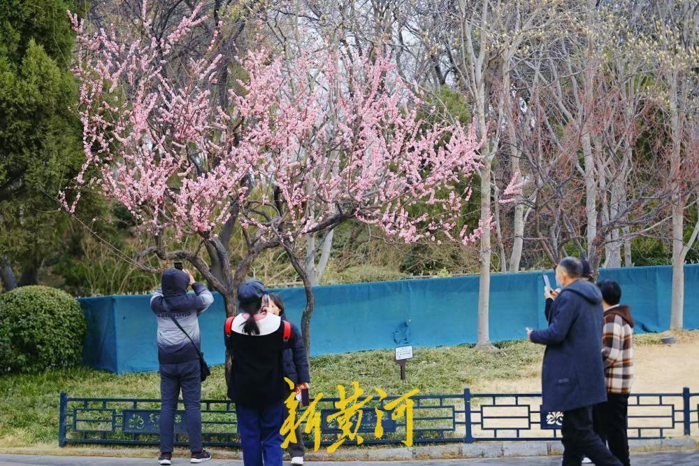 大明湖畔红梅竞放引客来！2月25日，济南大明湖畔红梅迎春绽放，娇艳欲滴，成为初春