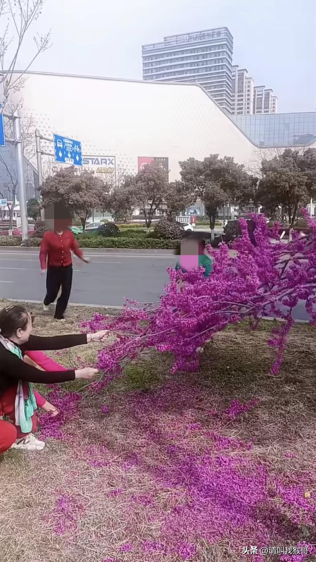 我发现每年春暖花开的时候，总会有那么几个拿着退休金，干着让人反感的事。城市种植的