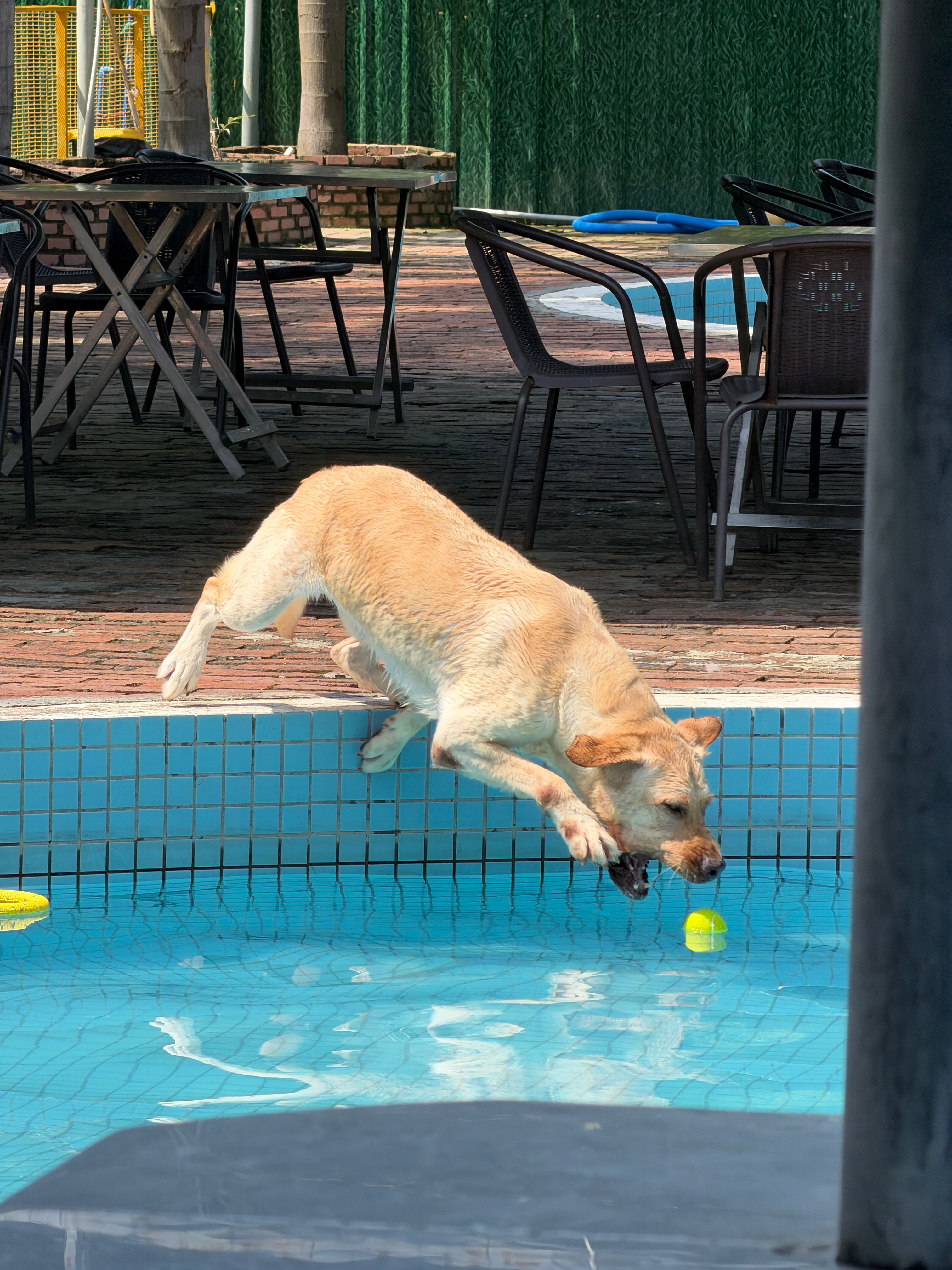 今儿是一礼拜一次的旺仔快乐日不得不说水猎犬就是水猎犬看到水，那就是完全不听指挥了
