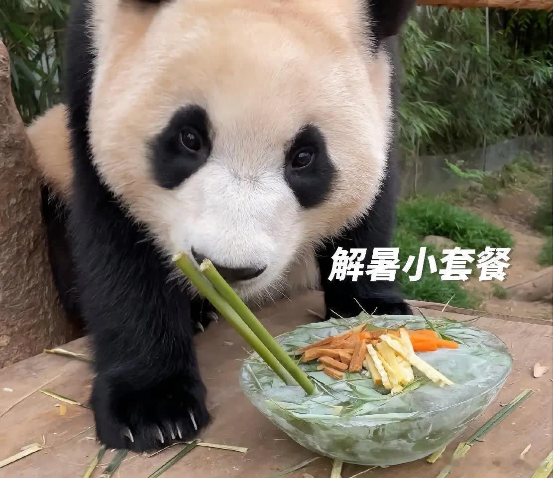 挑食的福宝有一个魔法师爷爷～萌宠宠物