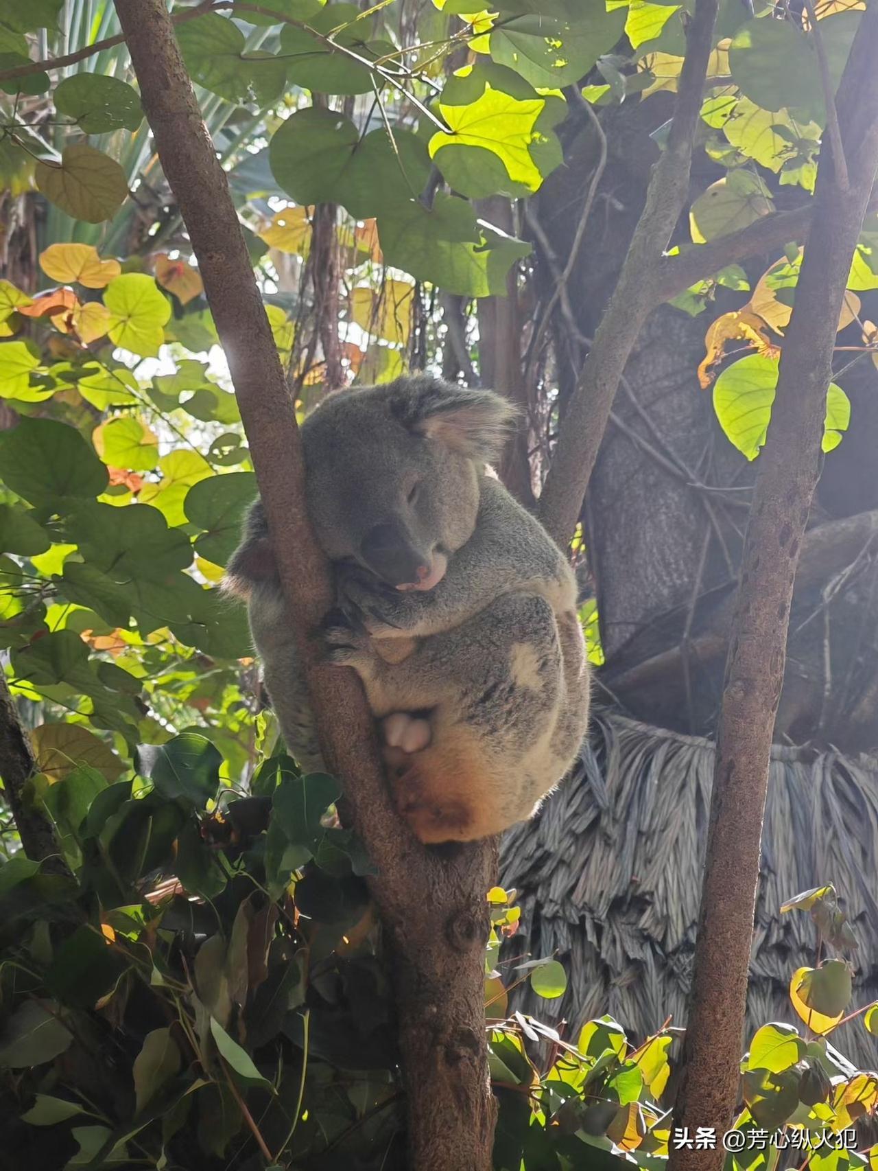 你的生活是多少人的梦想[哇]，每天吃了睡睡了吃生活要甜滋滋 愿望生活好一点 生活