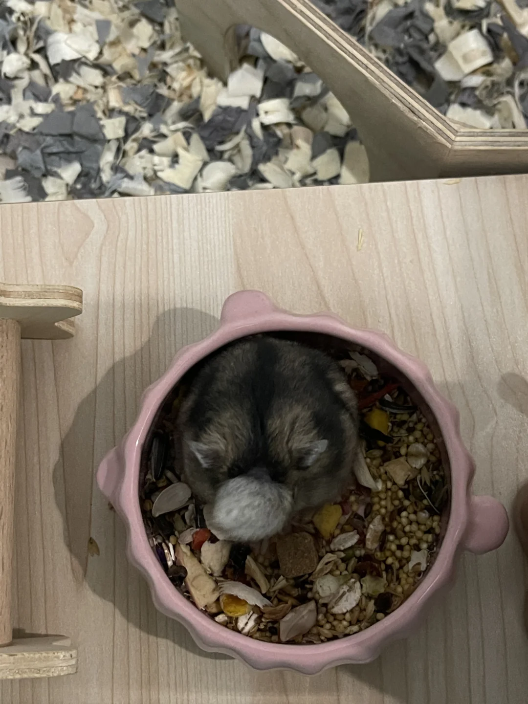 谁能告诉我这是什么生物？
