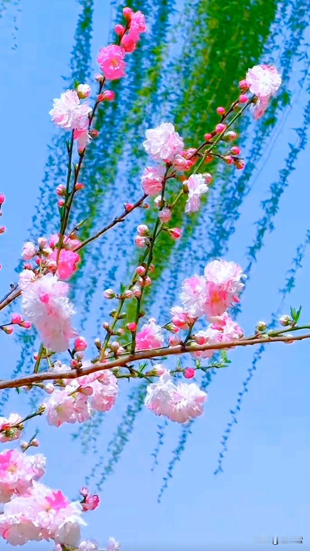 《鹧鸪天·探春花》
谁掷胭脂点翠微，晓霞裁作绛绡帏。
千枝迸作烧春焰，万朵攒成照