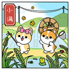 小满  小满有三候：一候苦菜秀，此时苦菜枝叶繁茂，可采食；二候靡草死，一些枝条细