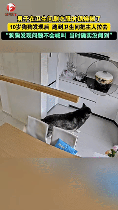 万物皆有灵！近日浙江舟山，男子正在卫生间洗衣服，狗狗突然冲进来叼住男子的裤子就往