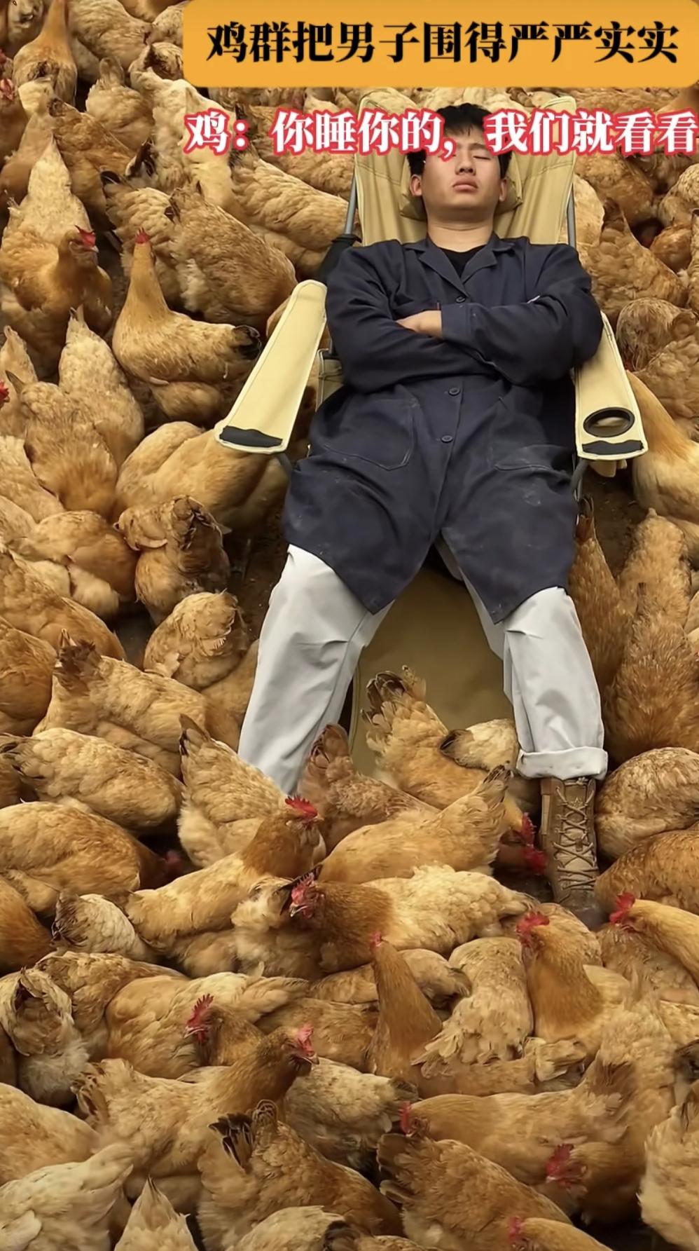 睡在鸡上的人
