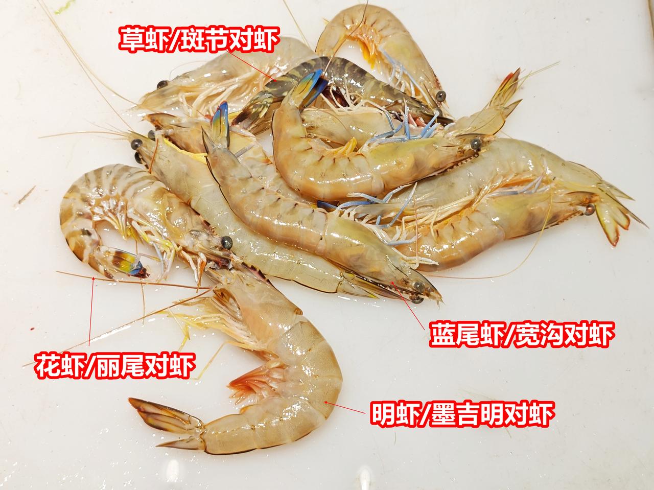 湛江北部湾海虾4种：花虾，明虾，蓝尾虾，草虾。
1、花虾/丽尾对虾，
2、明虾/