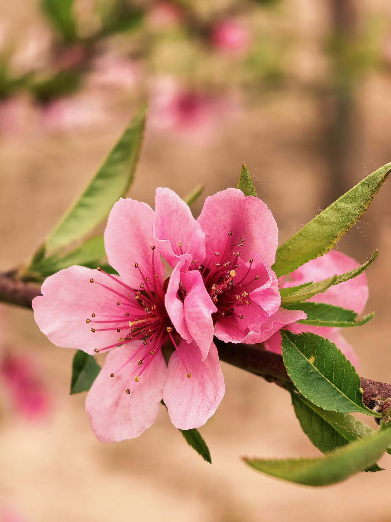 暮春四月，花瓣纷然飘落，铺就一地粉红。

树上繁花已稀，桃、杏、李、海棠、樱桃皆