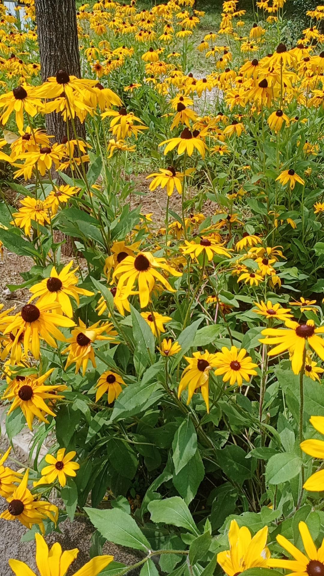 夏日生活打卡季北京的夏天就是是一个鲜花的世界，不管是公园里还是道路旁到处都是花的