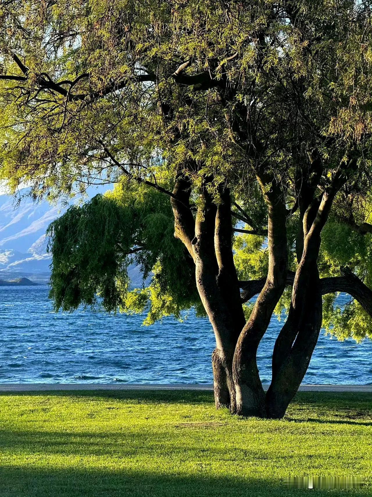 新西兰的秋天🍂 ​美如画[赞]