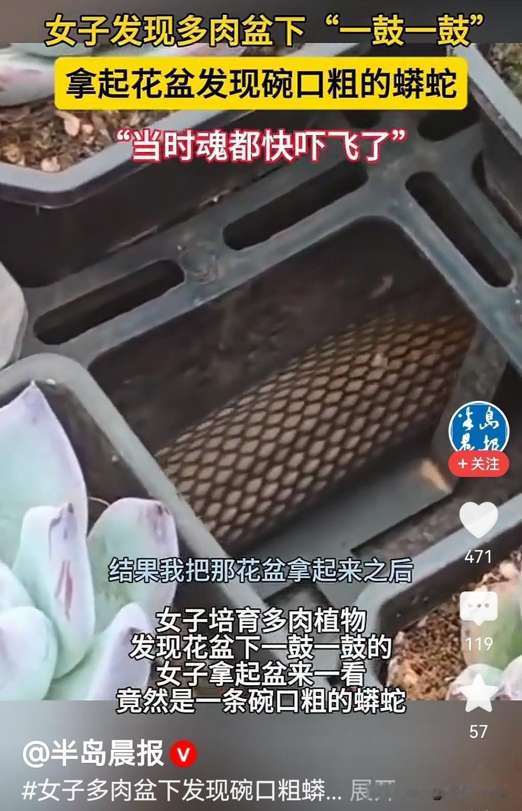 女子多肉盆下发现碗口粗蟒蛇，夏天怎样防蛇？

云南昆明那位大姐，扒拉多肉盆景时，