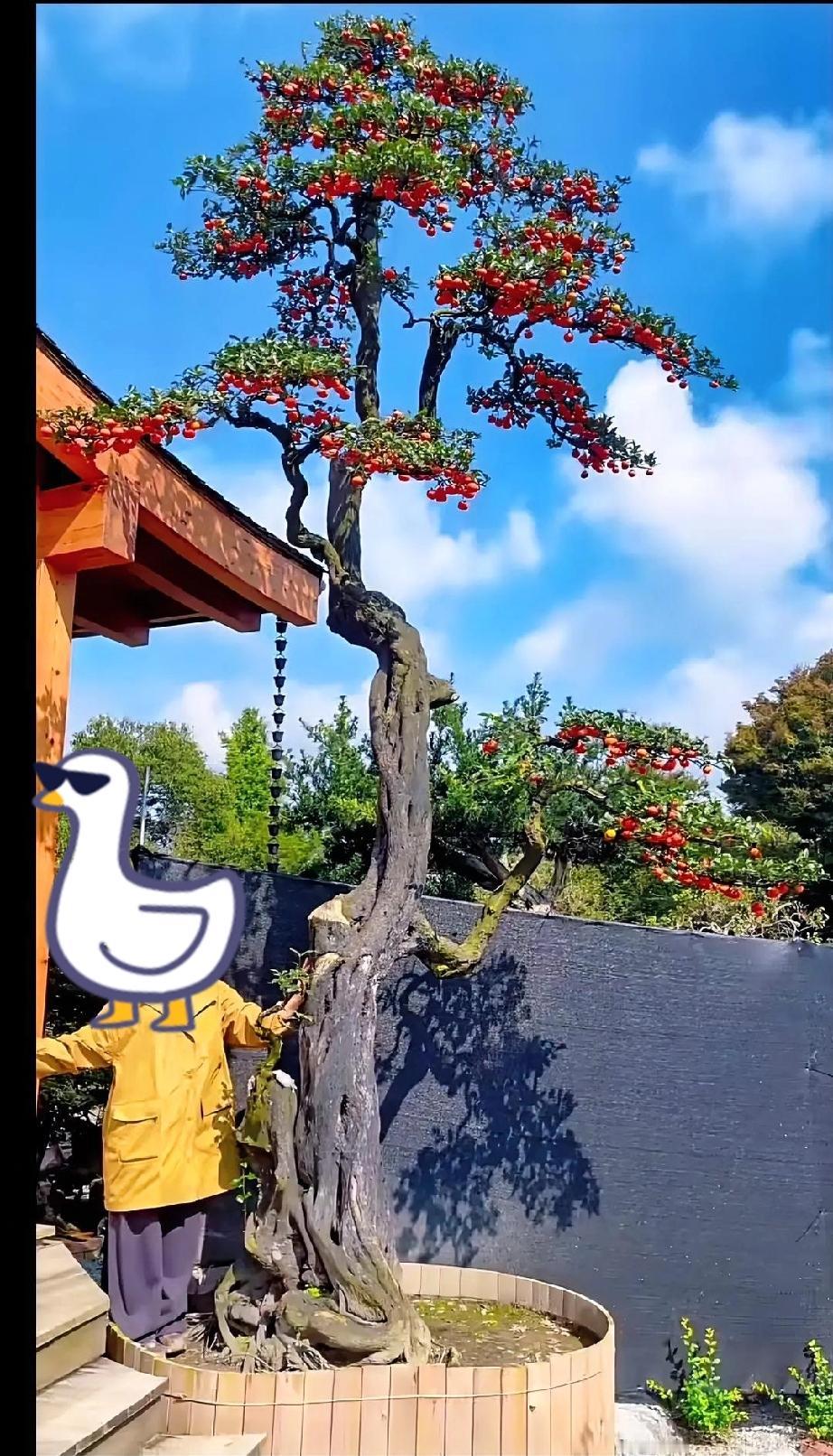 这算什么级别的金弹子