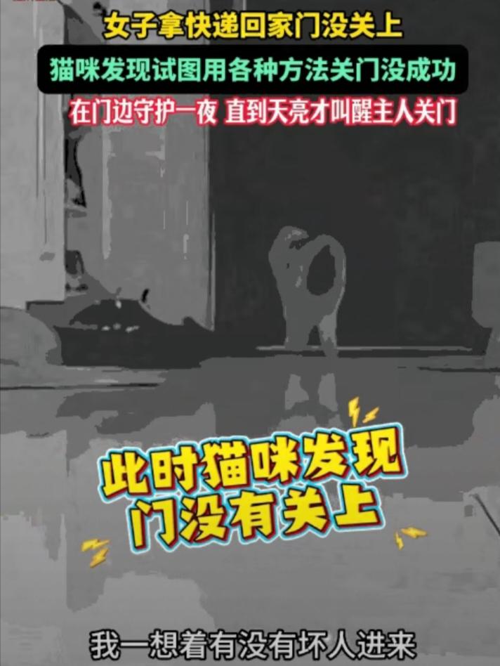 真成精了!9月4日，新疆，一女子深夜回家时没关好门，直接就上床休息了，宠物猫发现