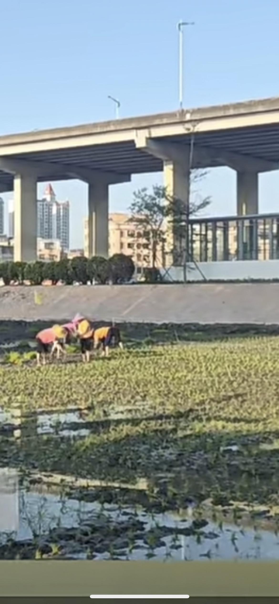 广州地铁22号线南浦西站A出口新开辟香蕉田！和B出口番薯田、C出口水稻田共同构成