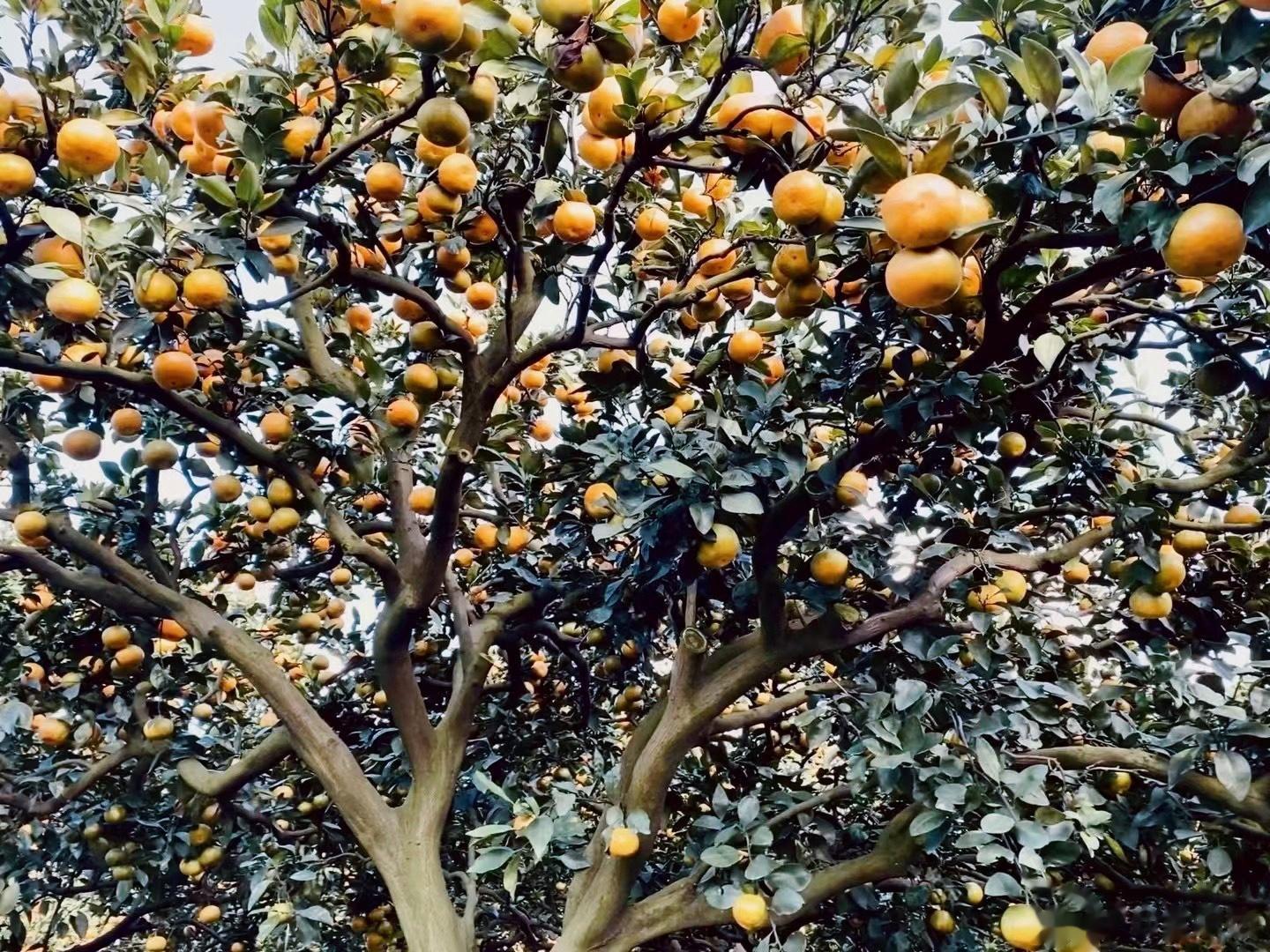 为什么橘子要老树结的果实才好吃，因为甜蜜是时间的礼物。🍊 ​​​