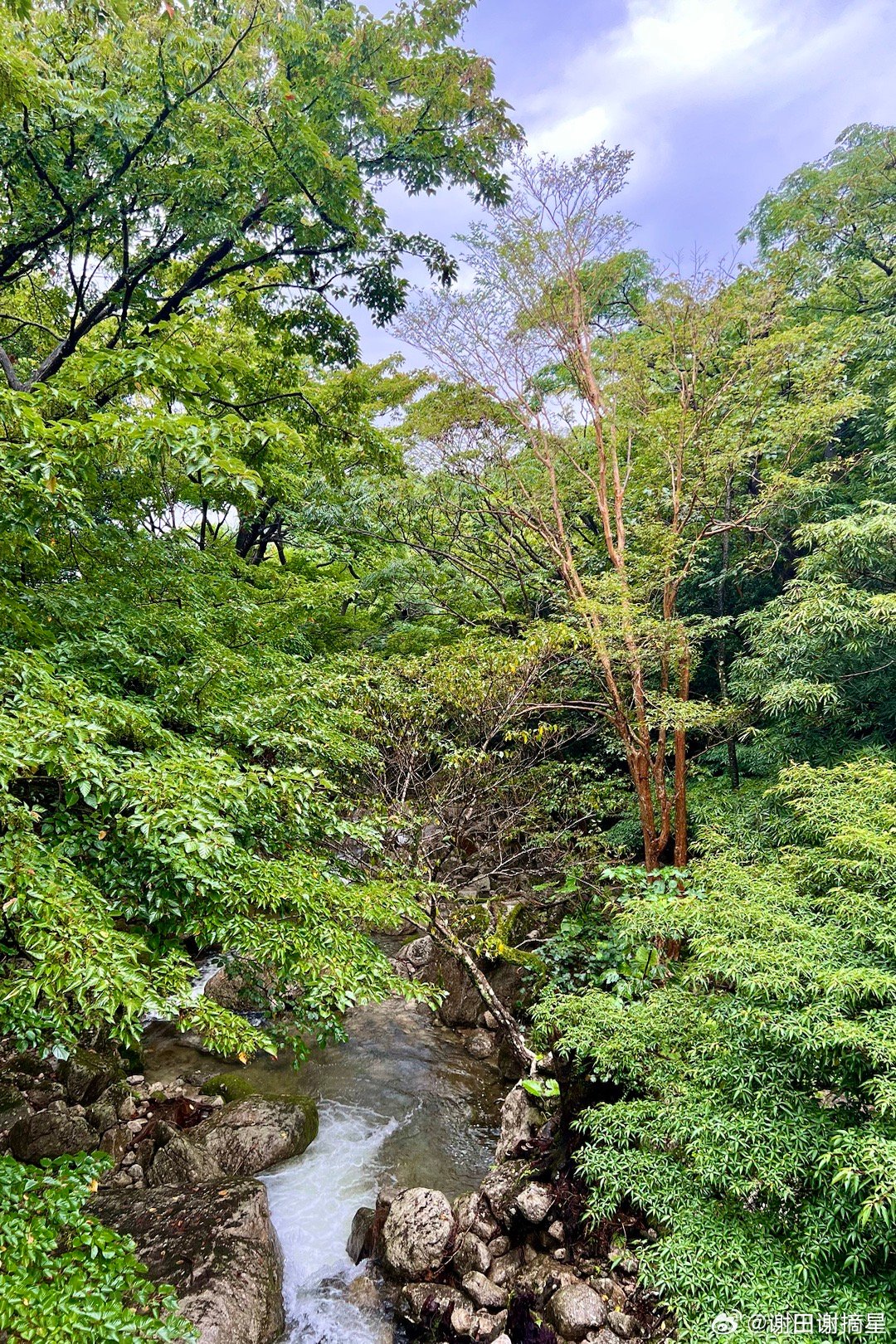 参观世界自然遗产屋久岛。屋久岛是日本九州鹿儿岛以南六十公里处的一个岛屿。这个岛处