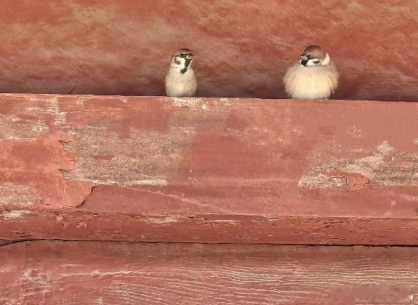 屋檐下的麻雀🐦 