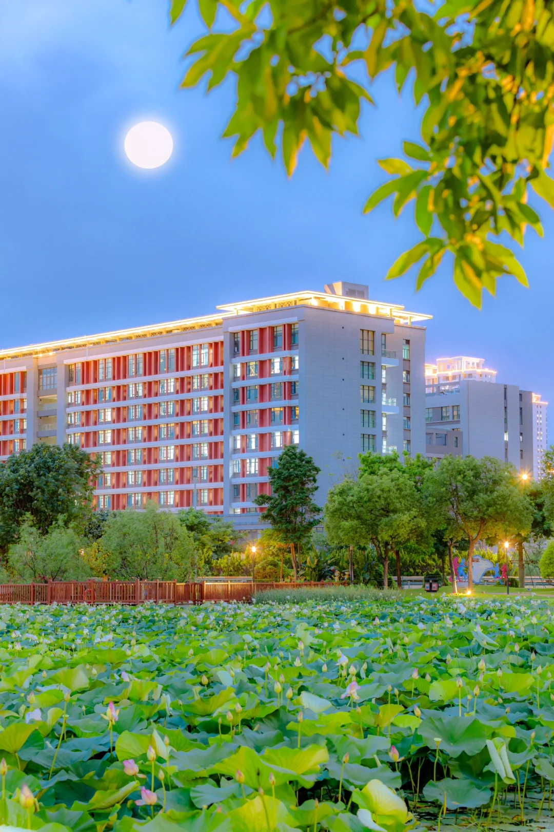 我好像拍到了语文课本里的《荷塘月色》！