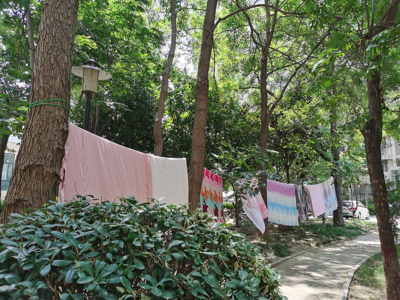 “您在大树底下晒被子、单子，就像屋内放风筝，这怎么行？”走在小区林荫小道上的李大