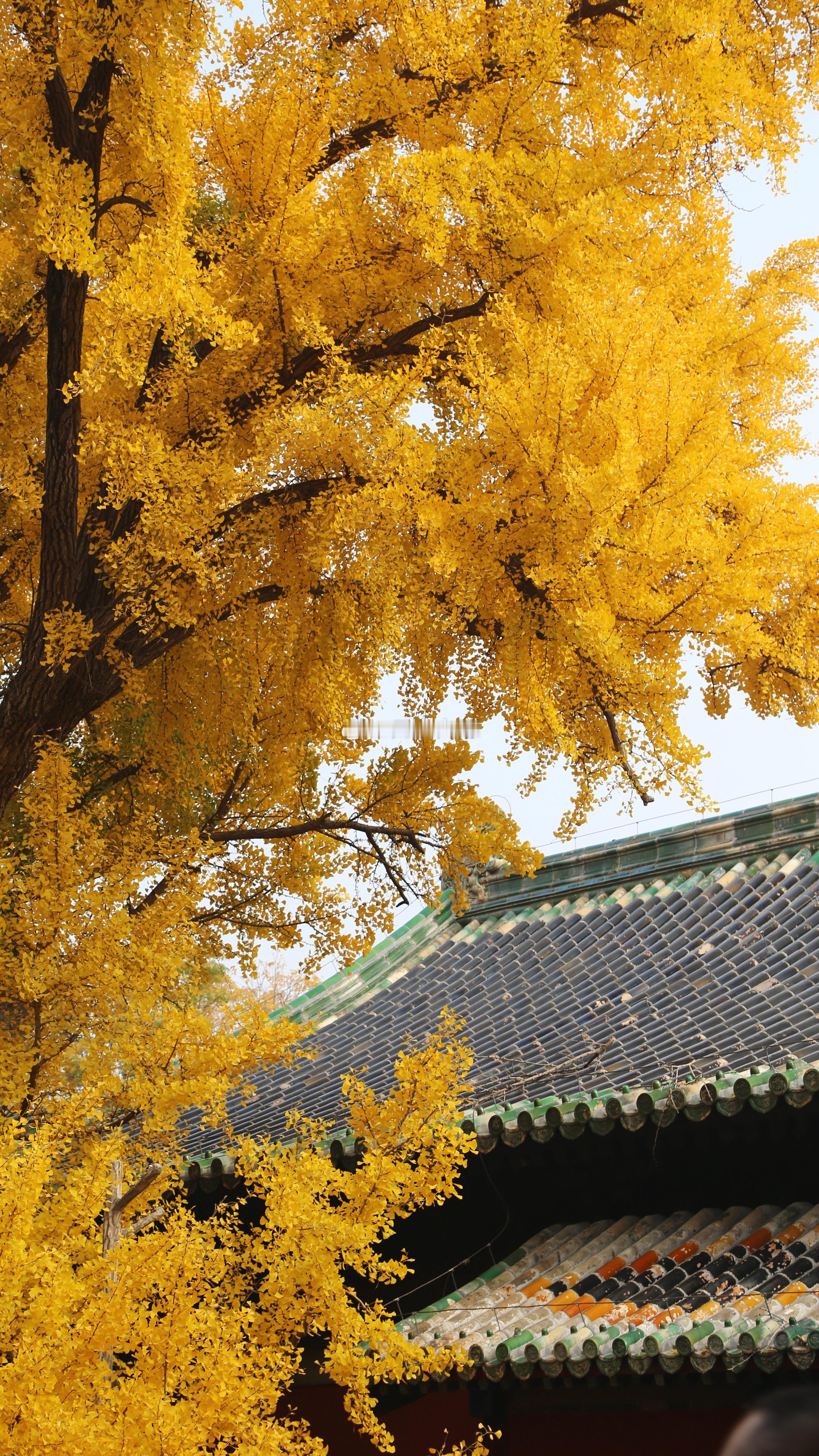 北京赏秋·大觉寺 摄影​​​