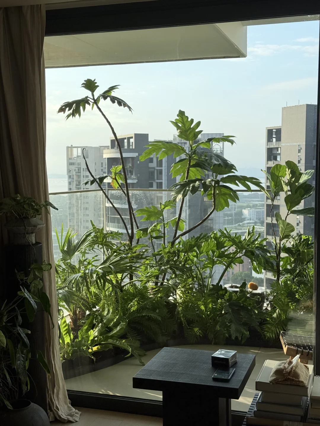 两个月经历三次台风 我的阳台植物更茂密了