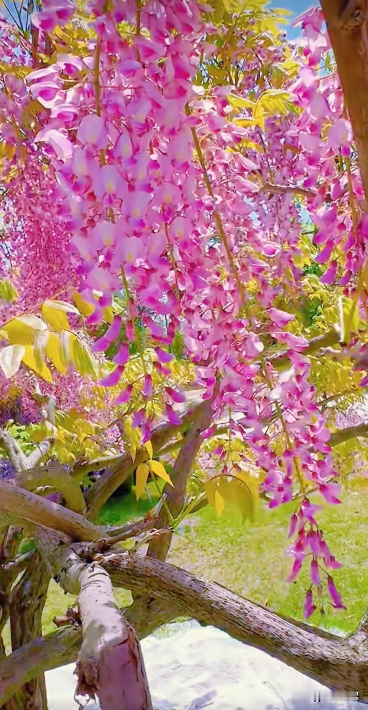 一朵花穗的背后，是成百上千朵小花的并肩绽放。没有哪一份成功是孤军奋战，那些默默的