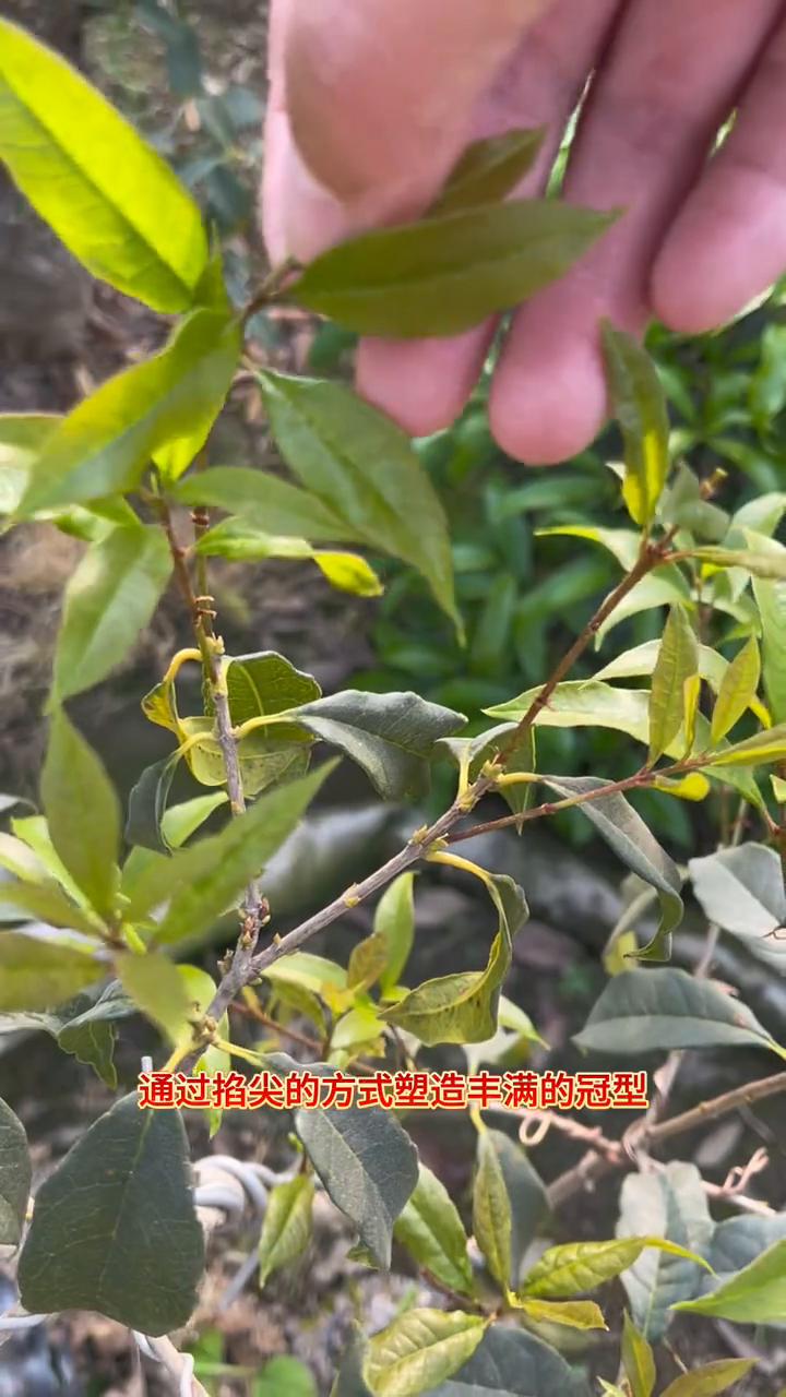 张家桂花盆景：桂花掐尖抹芽，塑造完美冠型。
通过掐尖的方式塑造丰满的冠型。当新长