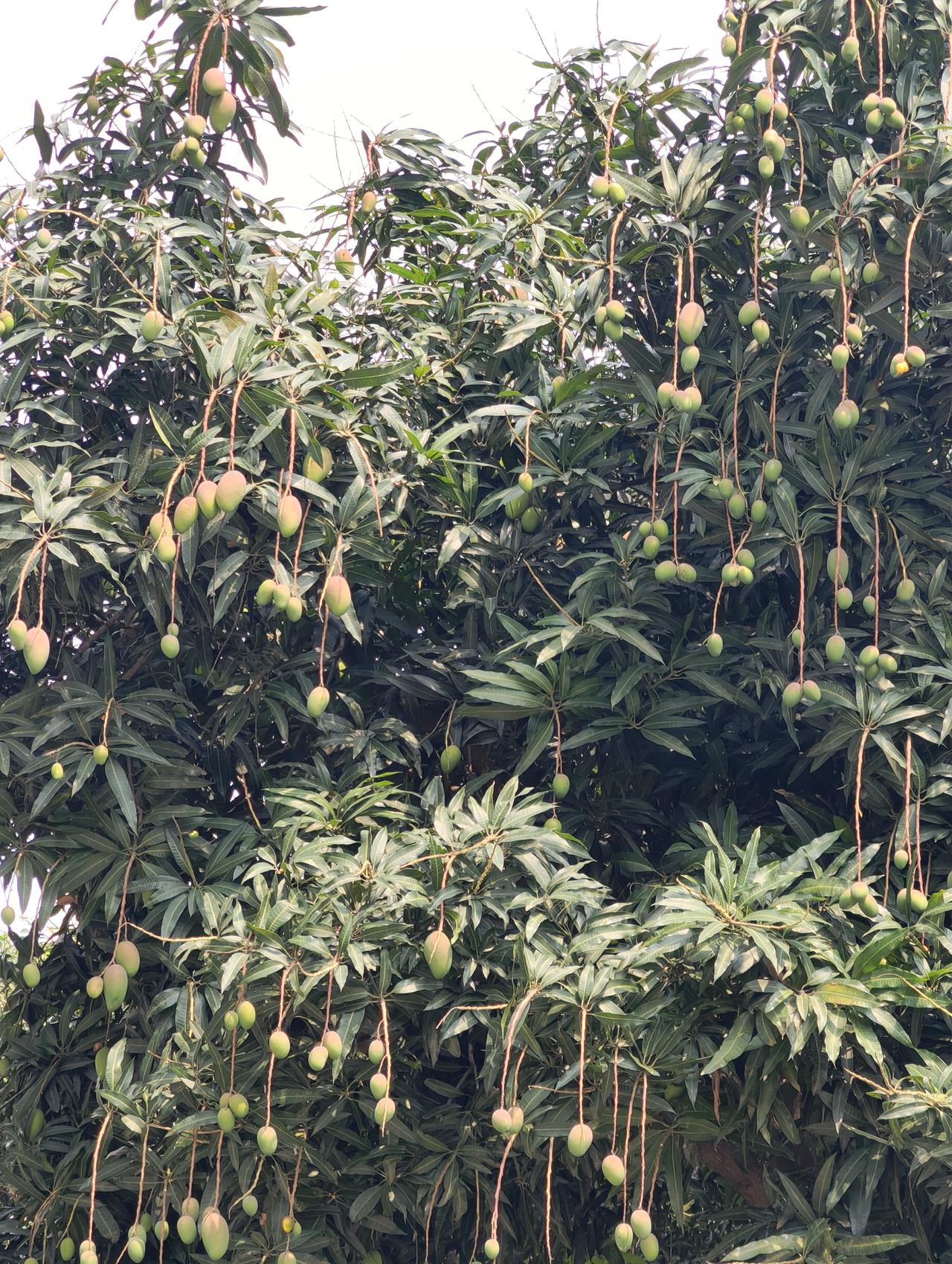 你能说出多少带地名的特产？我先说增城挂绿，正果云吞，龙门胡须鸡，清远鸡，湛江鸡，