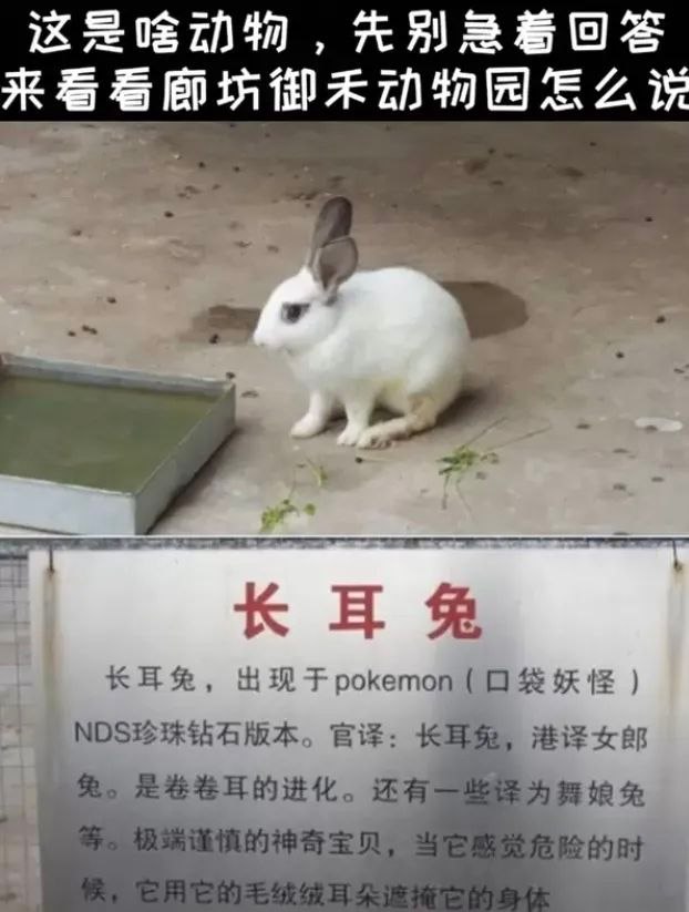 把我精灵球拿来 