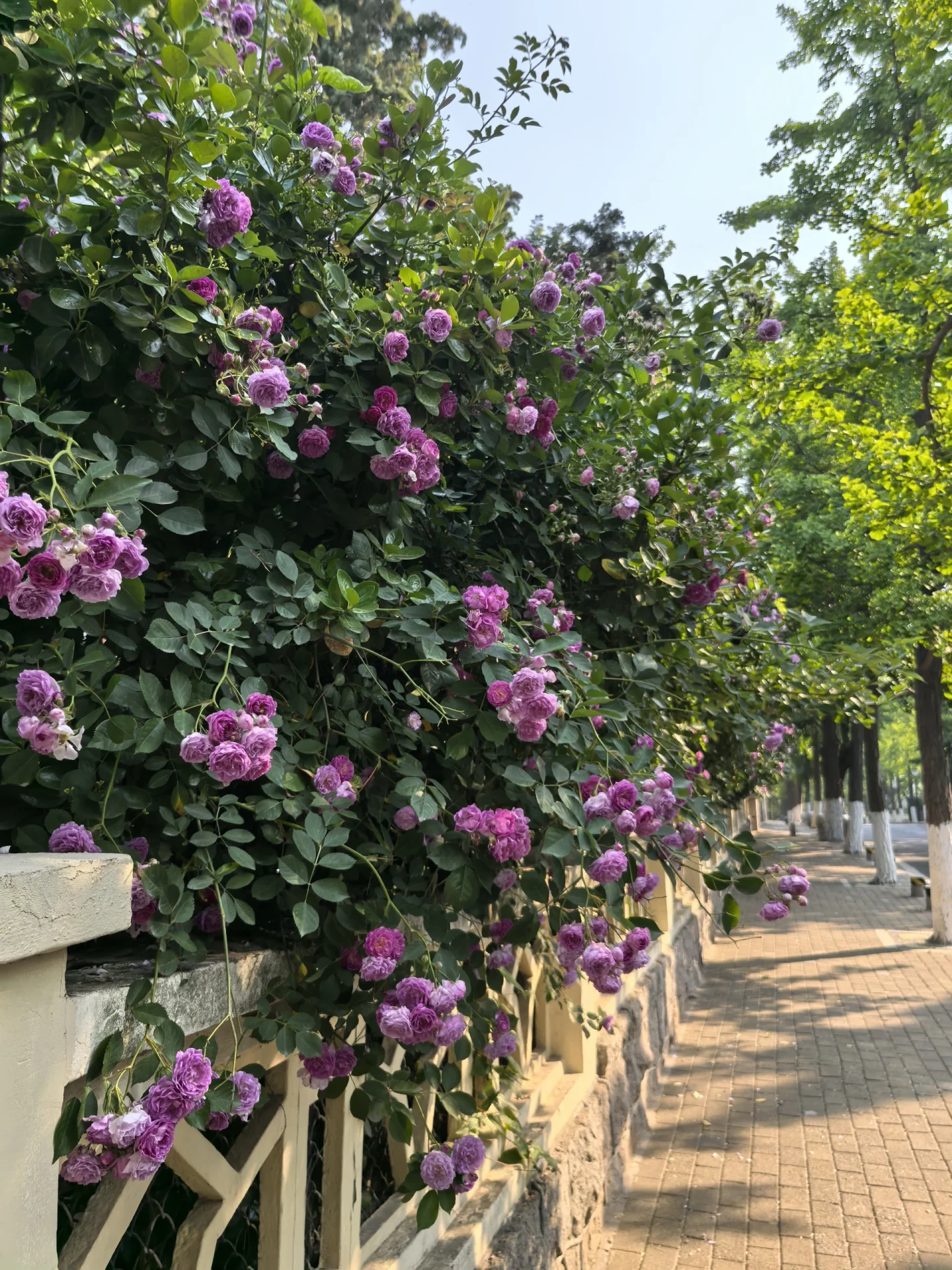 5.24青岛八大关里的蔷薇花处于盛花期