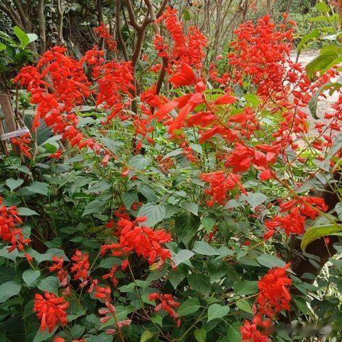 #秋日生活打卡记# 
一串红。半是嫣红半是绿，红红绿绿醉东风。一串红花序修长，色