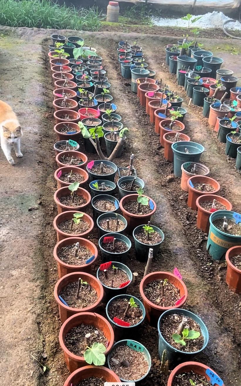 春天真是个神奇的季节！我那无花果小苗终于有点绿色了，看着那嫩绿的小芽，心情都变美